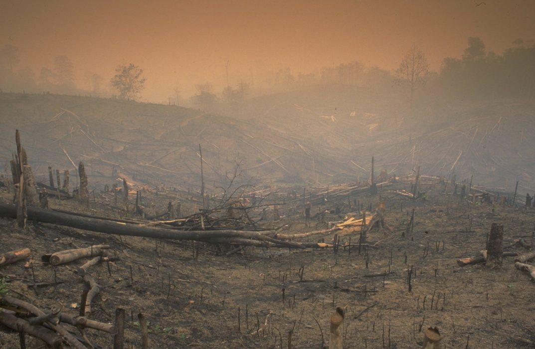 Tropisk regnskog har satts i brand på Sumatra för att bereda plats för odling av bland annat oljepalmer