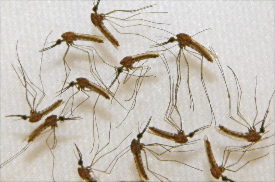 Ett nyupptäckt nervgift kan vara effektivt i kampen mot malariamyggor.
