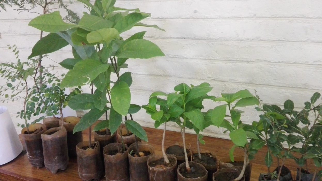 Trädplantor till salu i Zambia, där behovet av ved är en av orsakerna till den omfattande avskogningen