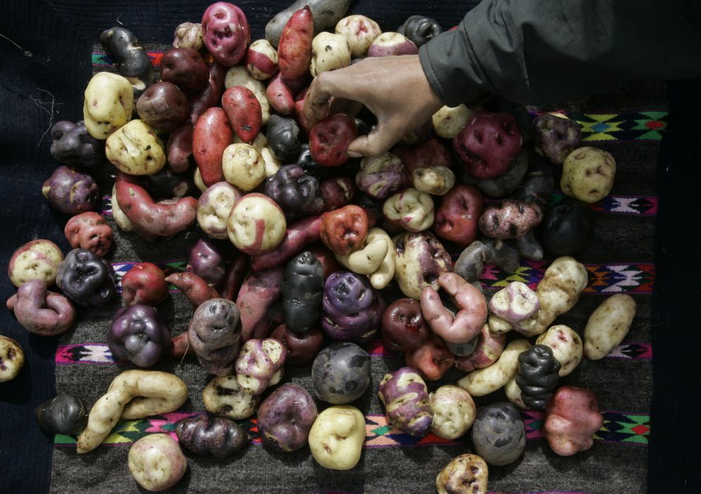 A farmer arranges potatoes from different varieties after the harvest in Huancavelica, southern Peru, 3,950 meters above sea level, Monday, May 28, 2007. The International Potato Center (CIP) based in Lima helps farmers who lost their harvest to conserve genetic samples. In Peru there are around three hundred varieties of potatoes; most of them only grow at in the Andes at high altitudes. (AP Photo/Martin Mejia) I Peru odlas runt 300 olika sorters potatis