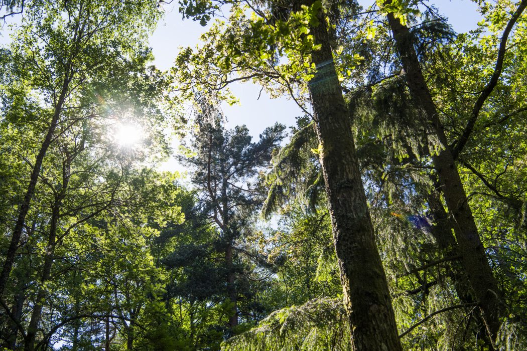 STOCKHOLM 2018-06-01
Tr‰d i en skog
Foto: Lars Pehrson / SvD / TT / Kod: 30152
** OUT DN, Dagens Industri (‰ven arkiv), Metro och Expressen ** I en naturskog finns olika trädslag i olika åldrar, döende träd och träd i olika storlekar