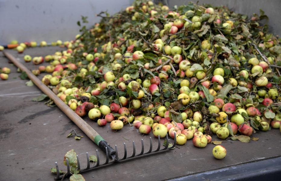 Många svenska äpplen förstörs under lagringen.