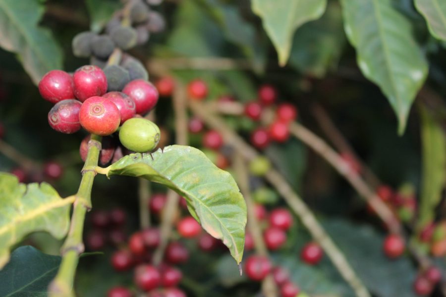 Studien tittade bland annat på  kaffeplantager i Indien.