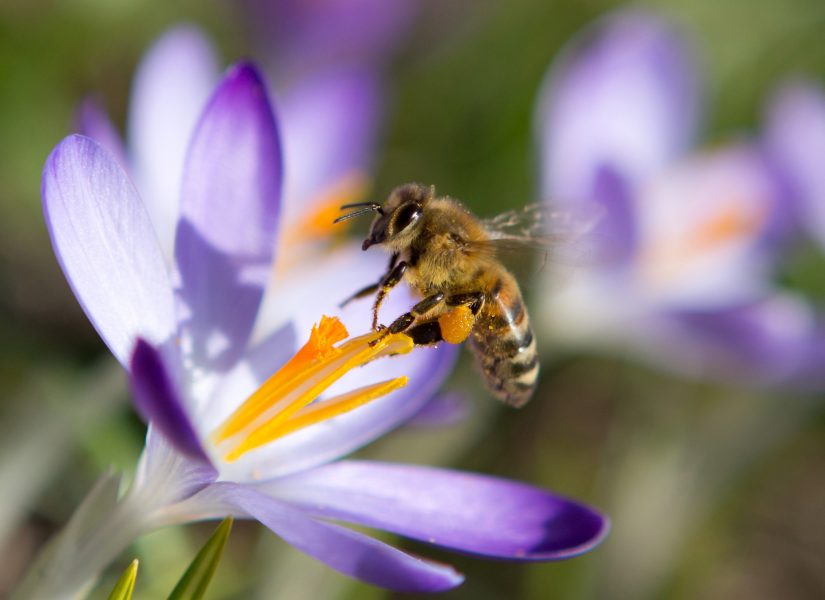 Översvämningar, torka och extrem värme påverkar oftast pollintörer negativt , medan till exempel bin kan gynnas av bränder och orkaner.