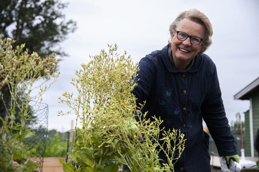 Linda Fredriksson odlar bland annat salladen ”Venezianer” för kulturväxtföreningen Sesam.
