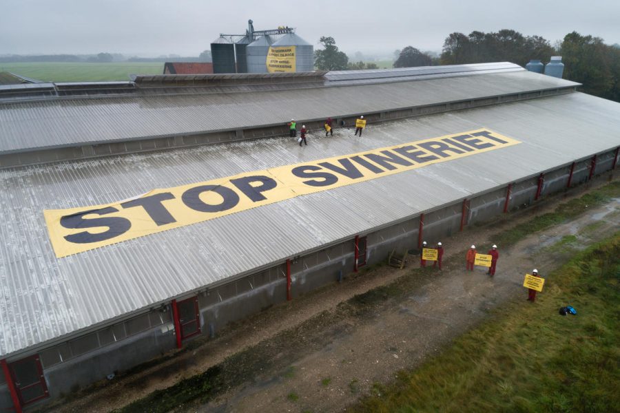 Aktivister från Greenpeace protesterade mot dansk grisuppfödning.