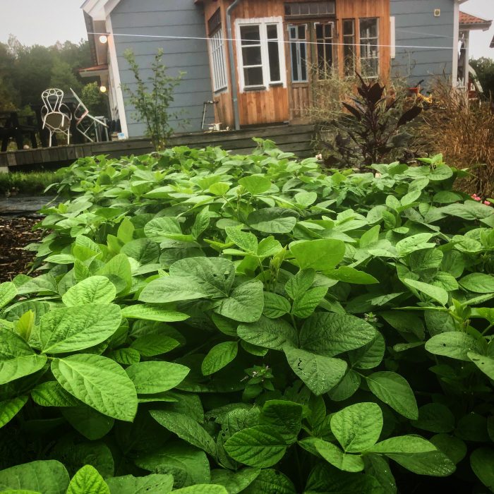 Utanför huset växer edamamebönor som när de skördats, ångas och tillagas färska