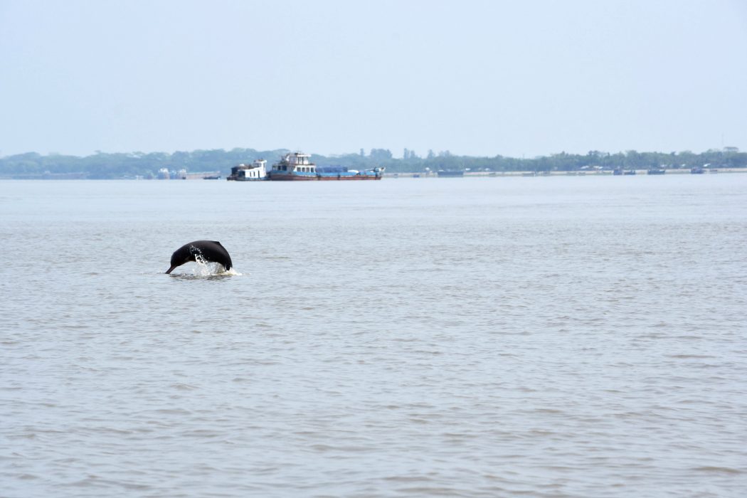 En delfin i en flod i Sundarban, alldeles i närheten av kanalen Gashiakhali som trafikeras av många fraktfartyg