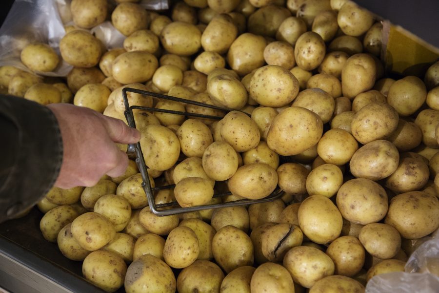 Svensk potatis håller sämre kvalitet i år än skörden för ett år sedan.