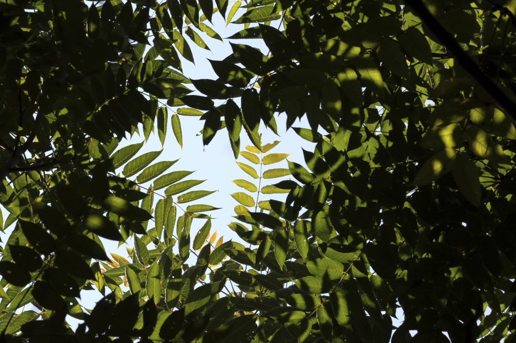 Brooks calls tree of heaven the kudzu of the tree world. on Aug. 14, 2018. (Matt Gentry/The Roanoke Times via AP) Gudaträd, pampigt men också besvärligt