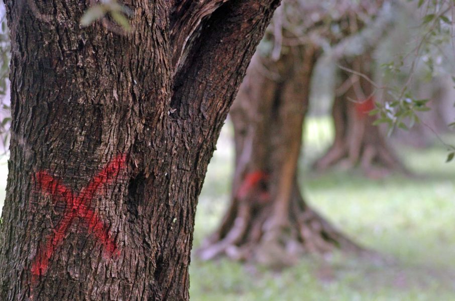 Bakterien Xylella fastidiosa kom till Puglia i södra Italien 2013 och har sedan dess smittat omkring 21 miljoner träd.