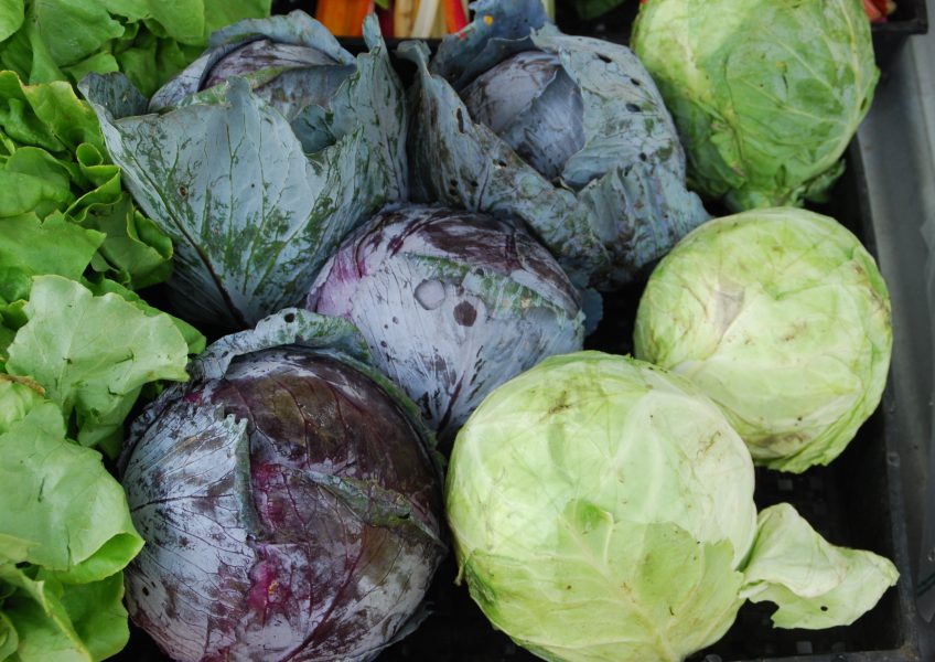 Odlare av grönsaker träffades i Södertälje för att nätverka.
