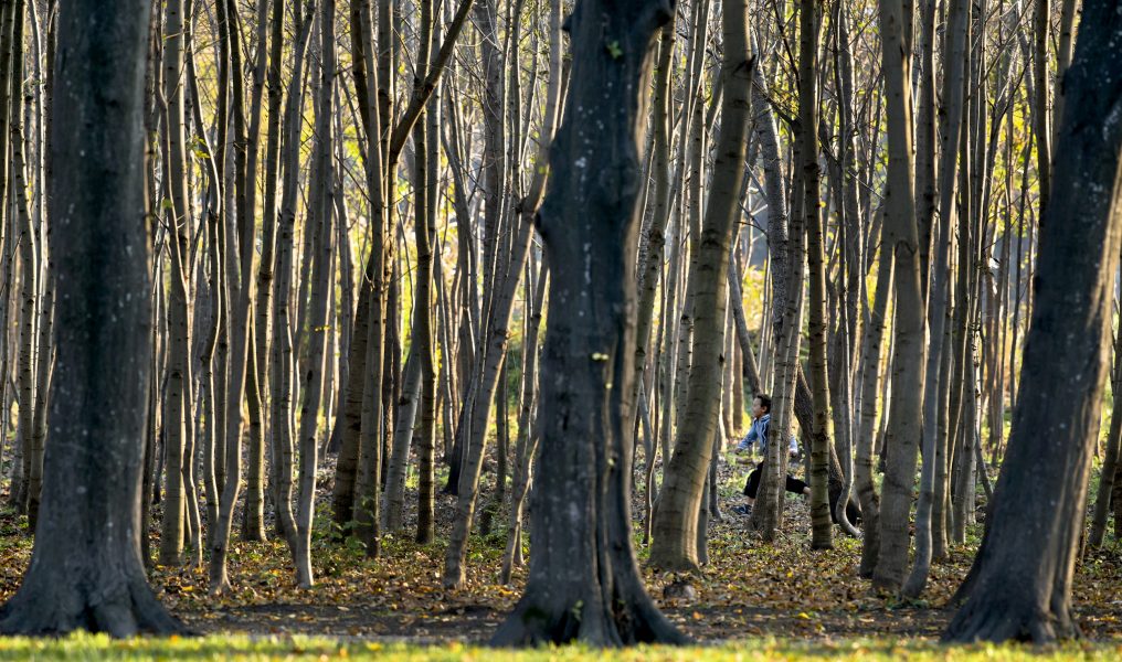 Rumäniens skogar hotas av illegal avverkning.