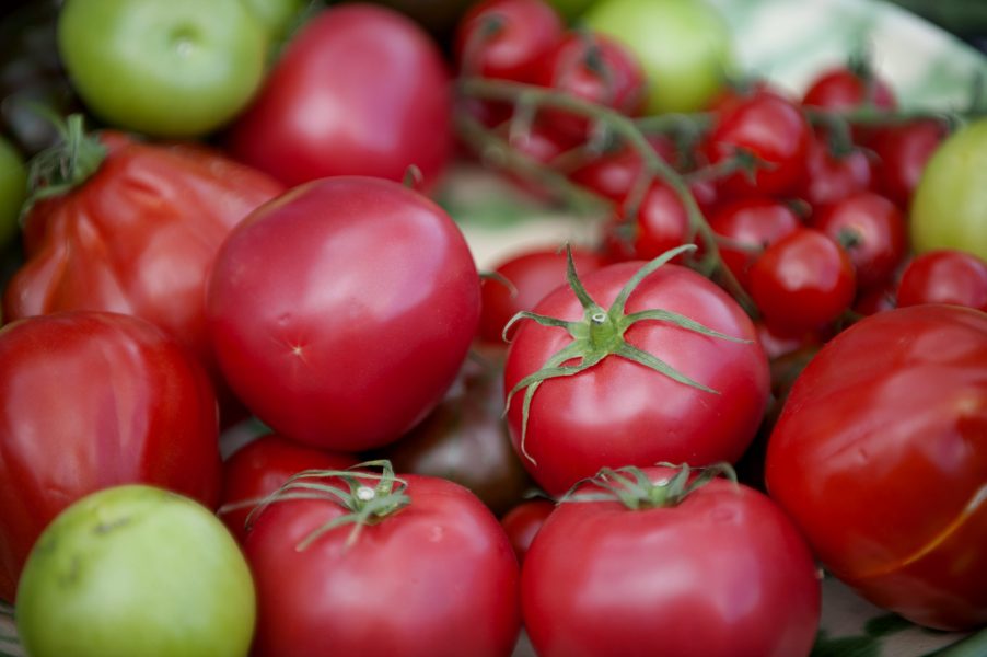En forskargrupp i Mellanöstern har upptäckt att det går bra att vattna tomater med saltvatten om man tillsätter en särskild svamp i jorden.