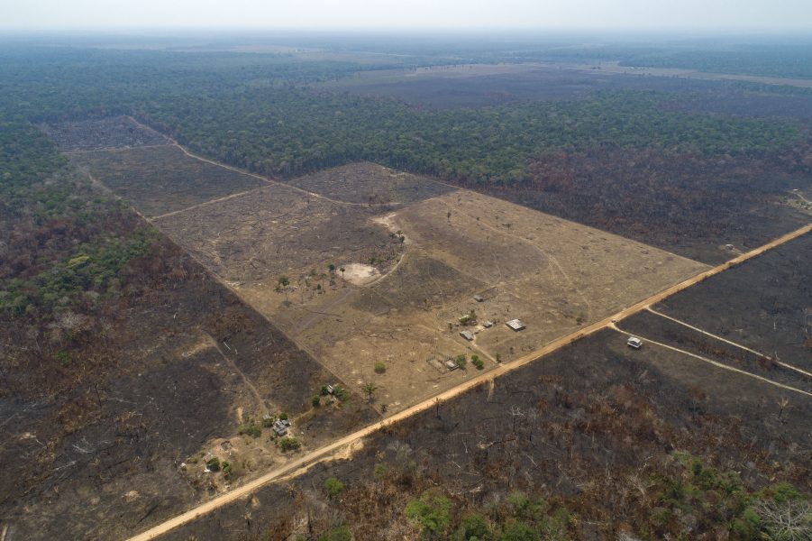 Skog som bränts ned av jordbrukare i närheten av Canutama i Amazonas i nordvästra Brasilien.