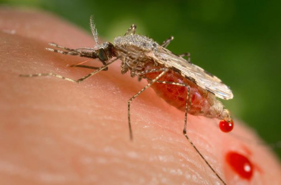 Malariamyggor kan kännas igen genom att de, när de sitter på ett underlag, har framkroppen framåtlutad på frambenen, som detta exemplar som är i full färd med att suga sig mätt på mänskligt blod med hjälp av sin nålliknande snabel (proboscis).