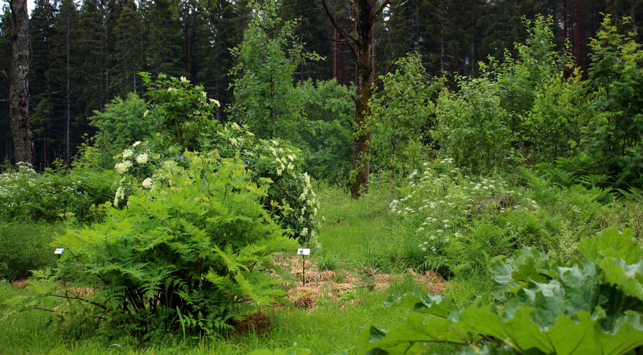 "Vi hämtar vår inspiration från naturskogar och vilda busk- och trädmarker", berättar Viktor Säfve