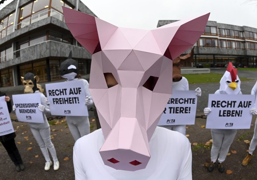 Djurrättsaktivister i tyska Karlsruhe demonstrerar mot kastrering mot griskultingar – en praxis som nu blir ett uppmärksammat rättsfall.