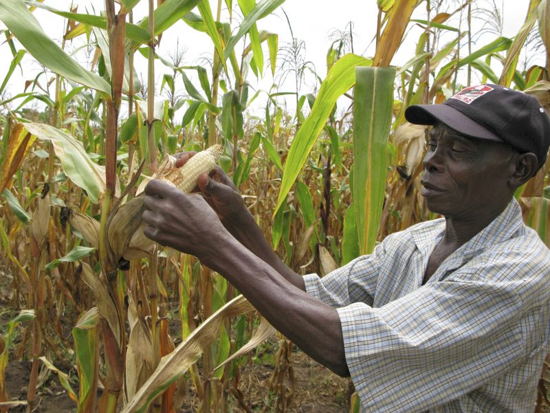 Grödor som förädlas med specifika egenskaper eller till och med genmodifieras anses av många förespråkare vara lösningen på undernäringen i Afrika.