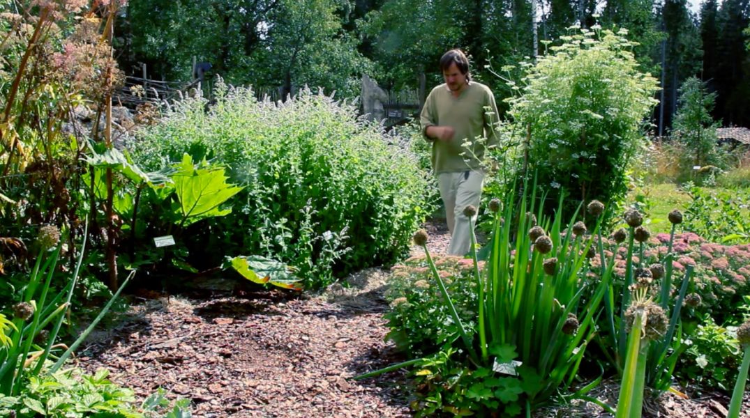 Viktor Säfve har tillsammans med sin partner Elin byggt upp en skogsträdgård med en rik variation av perenna arter.