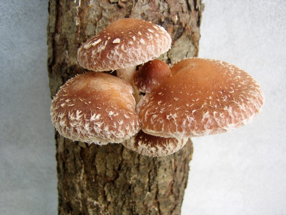 Shiitake på en trädstam