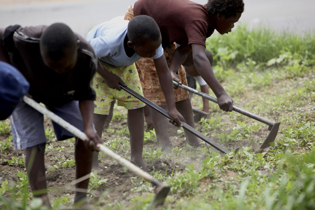** TO GO WITH ANGUS SHAWS STORY BLEAK LAND ** Women and children take time to hoe isolated patches of corn where tractors and giant machines once tilled the land, near Harare, Wednesday, Dec. 22, 2009. According to satellite surveys, as much as 80 percent of farm land in Zimbabwe has not been cultivated as the country faces a disastrous agricultural season. (AP Photo/Tsvangirayi Mukwazhi) Biofortifiering i Afrika bortser från de näringsrika lokala utsäden som bönder redan odlar, menar organisationen Grain