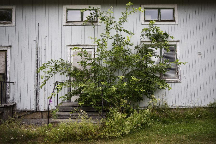 Ett träd har tagit över ingången till ett hus i Bollstabruk, i Kramfors kommun.