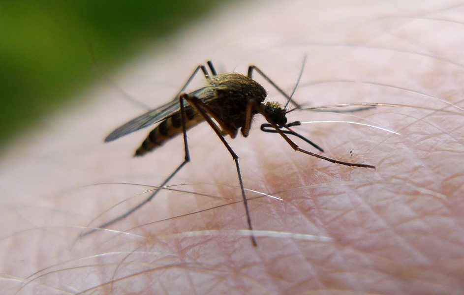 Försöken gjordes med den typ av myggor som sprider gula febern.
