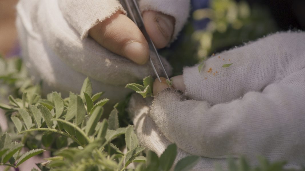 I filmen Wild Relatives får vi se hur fröer tas ut från det globala frövalvet på Svalbard för att planteras av flyktingar i Libanon.