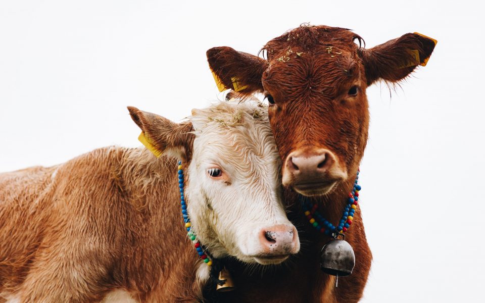 Kor har ett eget språk och ändrar tonläge beroende på vad de känner, enligt ny forskning.