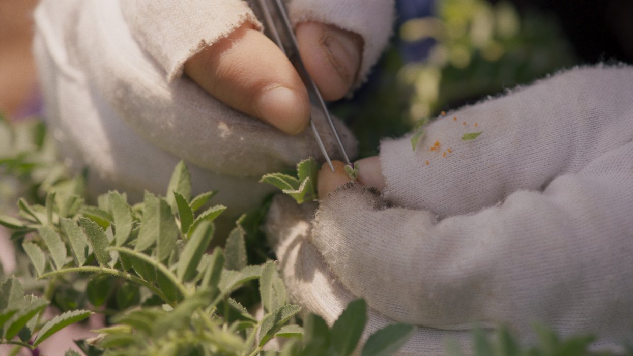 En bild ur filmen Wild relatives av Jumana Manna som visas på Tensta konsthall under våren