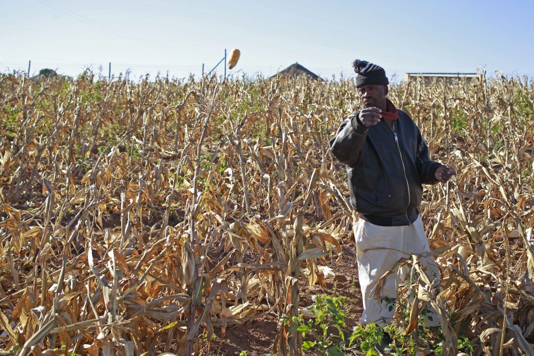 A farmer picks his maize in a field, near the house and birth place of former South African President Nelson Mandela in Qunu, South Africa, Wednesday, June 12, 2013. Former South African President Nelson Mandela remains in the hospital for a fifth day. The 94-year-old icon was hospitalized on Saturday for a recurring lung infection. (AP Photo/Schalk van Zuydam) Det krävs investeringar för att göra det afrikanska jordbruket mer lockande och inkomstbringande för ungdomar