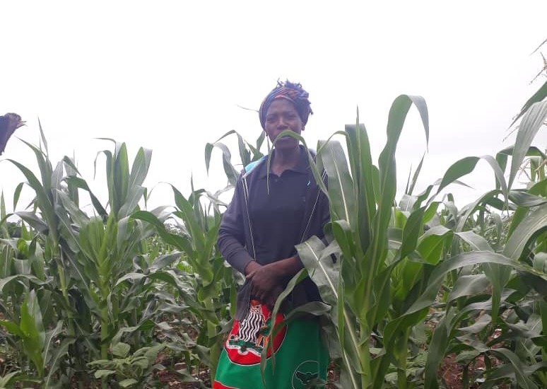 Planeta Hatuleke vid sina majsodlingar på hennes småskaliga jordbruk i distriktet Pemba i södra Zambia.