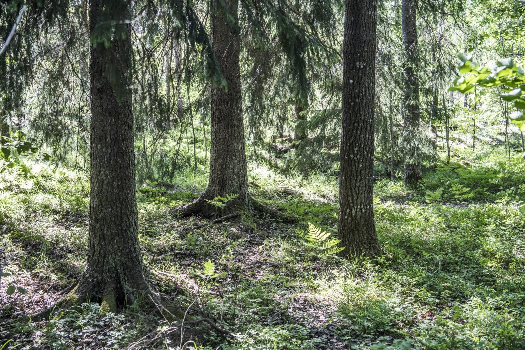 STOCKHOLM 2018-06-01
Träd i en skog
Foto: Lars Pehrson / SvD / TT / Kod: 30152
** OUT DN, Dagens Industri (även arkiv), Metro och Expressen ** Skogen – en plats för lärande