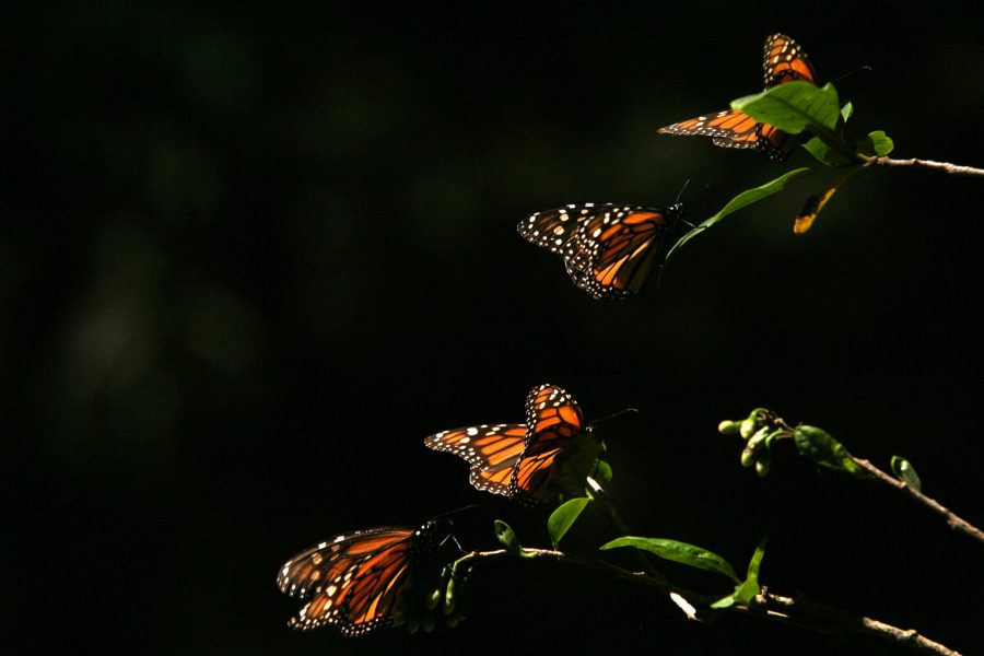 Fyra monarkfjärilar i reservatet El Rosario i delstaten Michoacán i Mexiko.