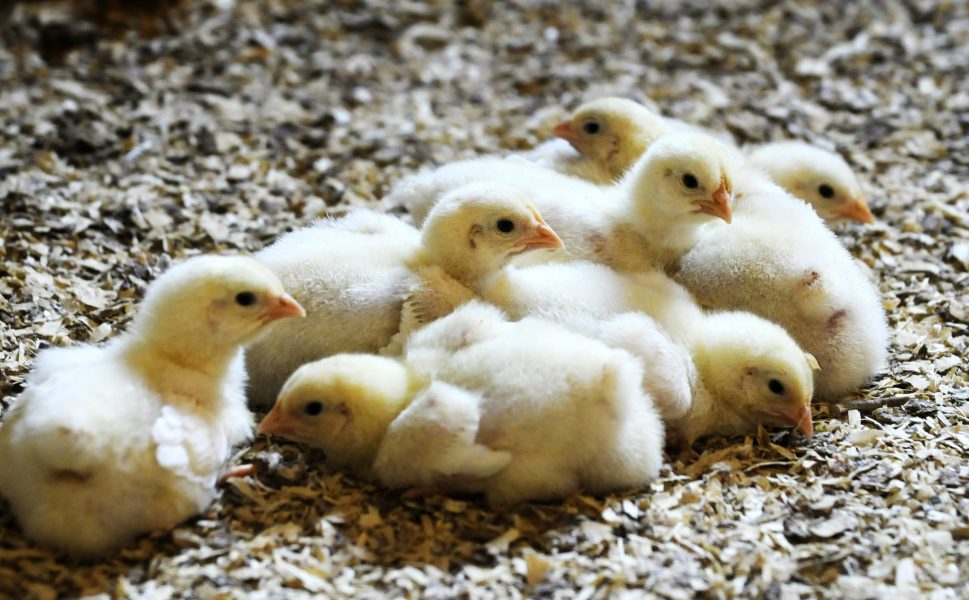 Är du lönsam lille vän? I Sverige dödas varje år miljontals tuppkycklingar.