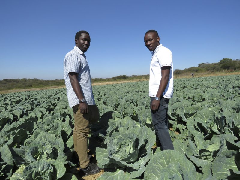Bröderna Prosper och Prince Chikwara använder sig av moderna odlingstekniker vid sin odling utanför Bulawayo i Zimbabwe.