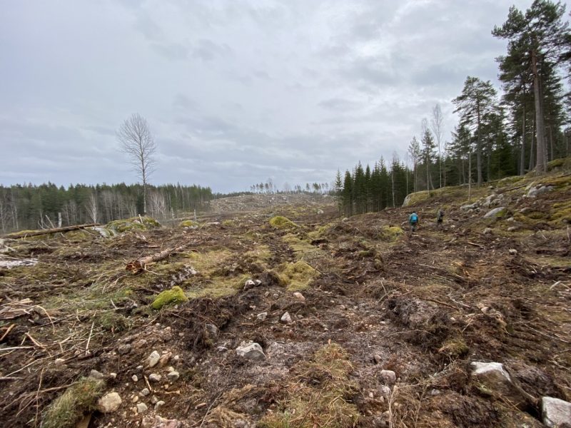Skogsbolaget Södra har avverkat skog som direkt förstört eller allvarligt skadat nyckelbiotoper, värdekärnor och skogar som ingår i Länsstyrelsens reservatsförslag vid sjön Risten i Åtvidabergs kommun i Östergötland.