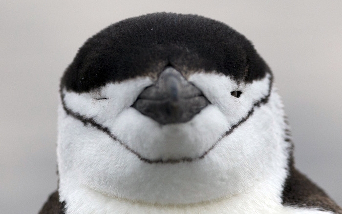Hakremspingvinerna minskar i antal i Antarktis, uppger forskare.