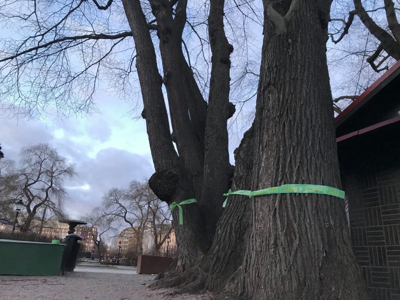 Fältbiologerna har i en aktion märkt almarna i Kungsträdgården med gröna band för avverkning.