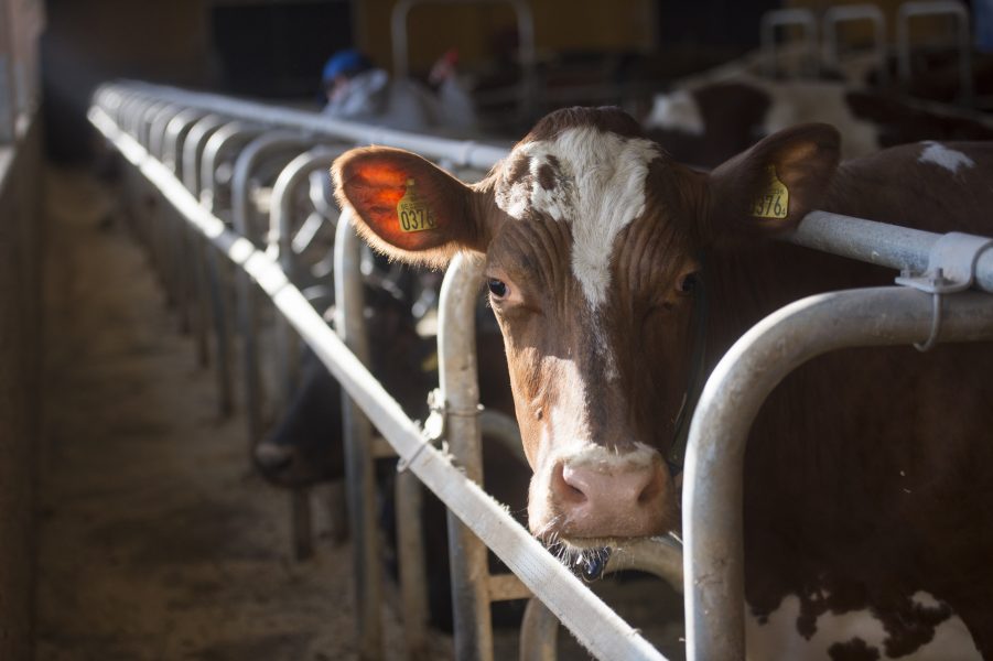 Under 2019 bröt drygt 200 mjölkgårdar mot djurskyddslagen.
