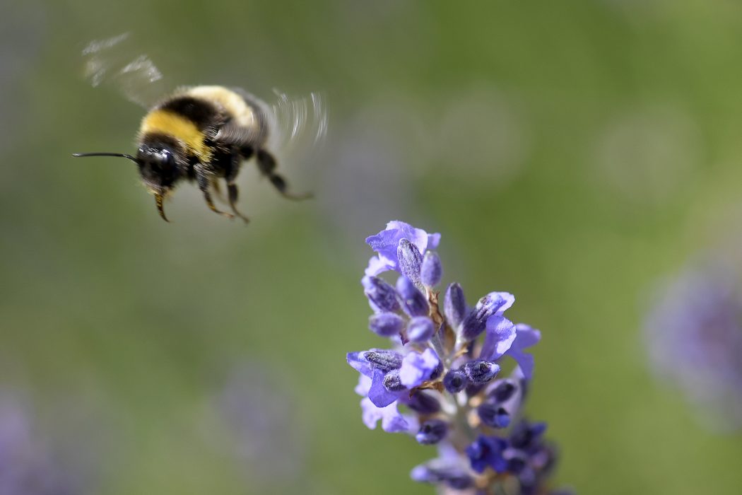 STOCKHOLM 20170713
Flygande humla och lavendel
Foto: Janerik Henriksson / TT / Kod 10010 Att humlor rent teoretiskt inte borde kunna flyga är en myt som uppstod på 1930-talet