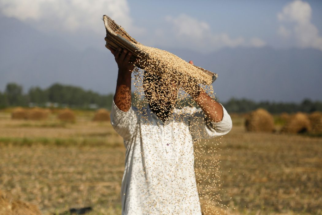 A Kashmiri farmer separates the grain from the chaff on the outskirts of Srinagar, Indian controlled Kashmir, Wednesday, Sept. 26, 2018. Agriculture is the main source of food, income, and employment in rural areas in India. (AP Photo/Mukhtar Khan) De flesta indiska småbönder har ärvt sina marker efter flera generationer av släktingar