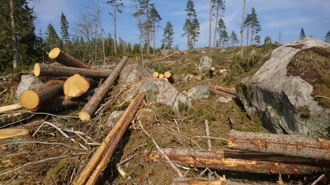 Avverkningen av träd i Sverige bidrar till klimatförändringarnas acceleration, säger skogsforskaren Stig-Olof Holm vid Umeå universitet.
