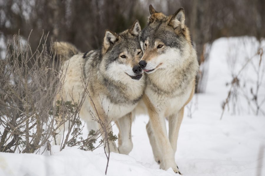 Var femte varg i Sverige försvinner från sina revir.