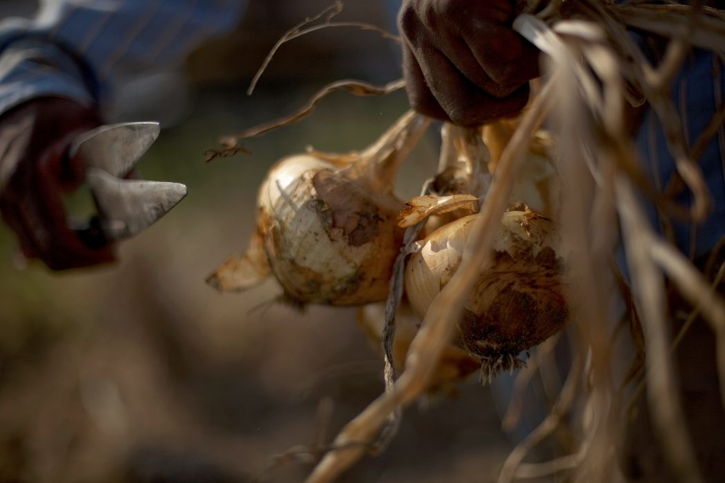 In this photo taken May 10, 2011, a fieldworker snips onion bulbs on a Vidalia onion farm in Lyons, Ga. Concern that new legislation meant to bar illegal immigrants from the workforce and giving local police increased enforcement powers will scare away Mexican laborers. (AP Photo/David Goldman) I en ny rapport skriver CDM att migrantarbetare ofta utsätts för lönestöld, bristande hälsa och säkerhet, diskriminering och trakasserier