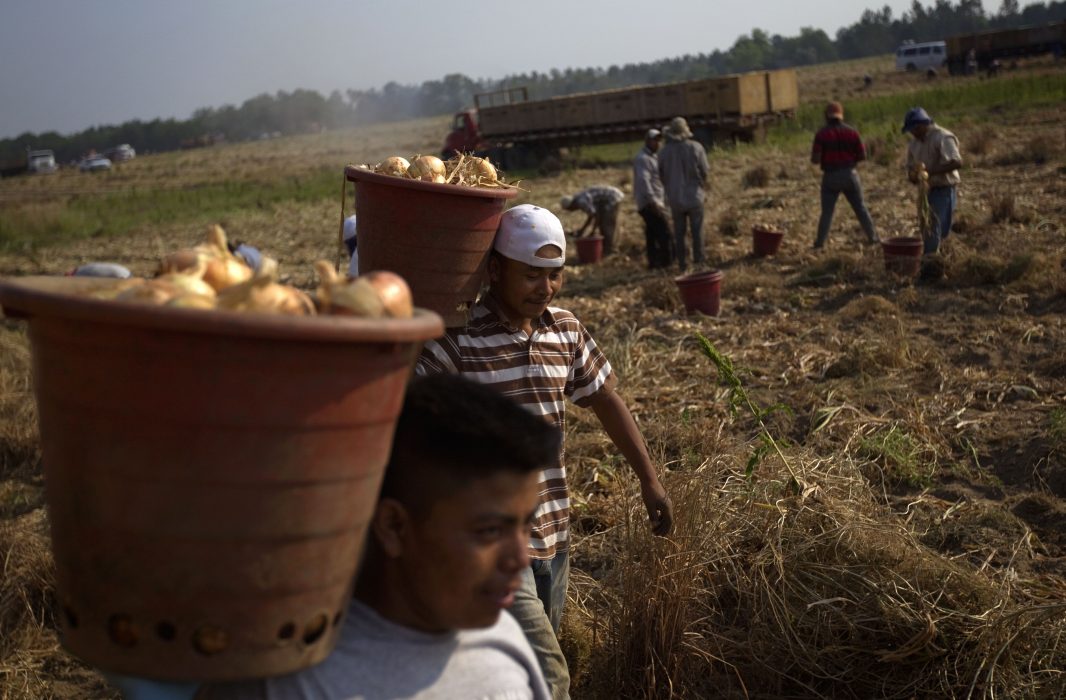 In this photo taken May 10, 2011, fieldworkers pick onion bulbs on a Vidalia onion farm in Lyons, Ga. Concern that new legislation meant to bar illegal immigrants from the workforce and giving local police increased enforcement powers will scare away Mexican laborers. (AP Photo/David Goldman) Migrantarbetarna i USA kommer främst från jordbruksstater och gränsdelstater i Mexiko och de får arbeten i jordbruksområden där det råder tillfällig eller permanent brist på arbetare