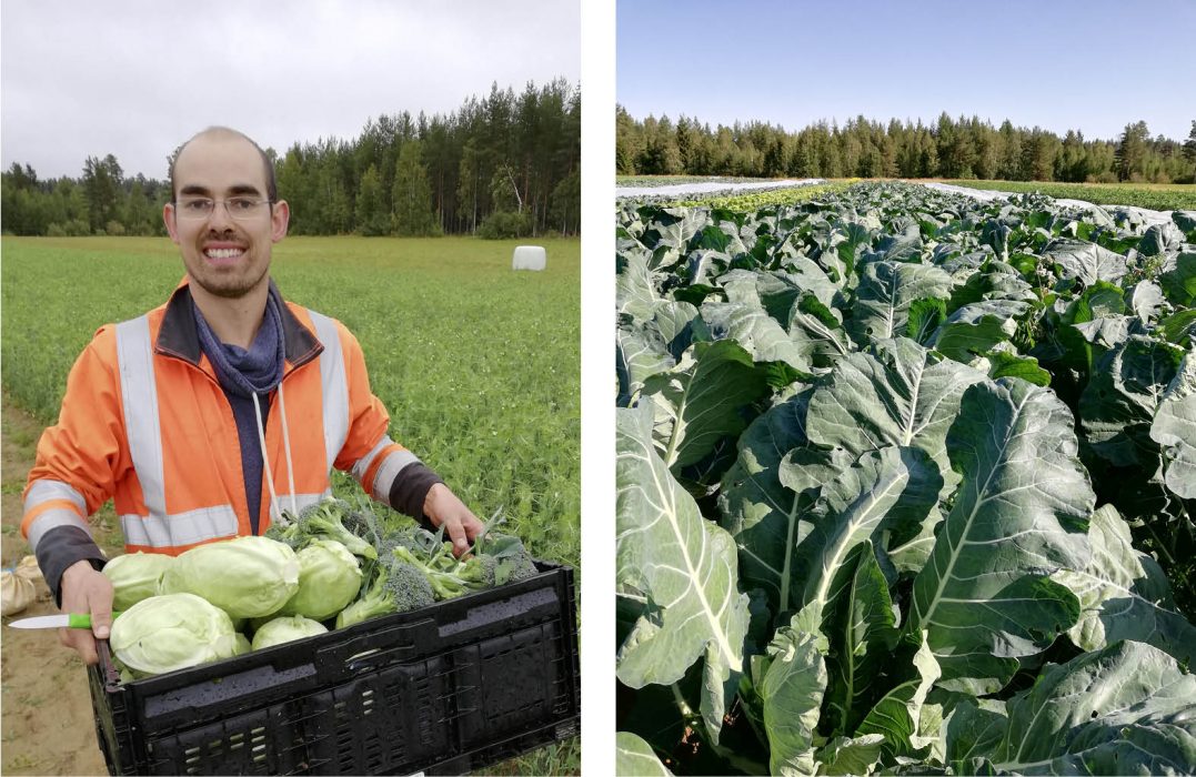 Philipp Stawarz driver en småskalig grönsaksodling i byn Strycksele i Västerbottens inland