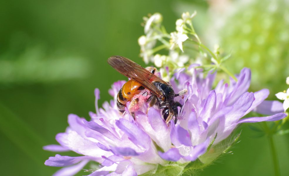 Väddsandbiet är beroende av blomman åkervädd för mat till sina larver.