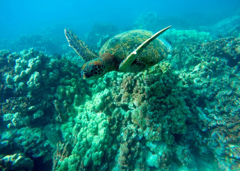 Med människor i karantän får havssköldpaddorna hav och ständer för sig själva.